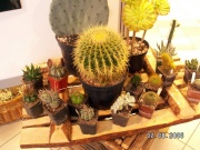 2006-06-16 Wystawa kaktusów
